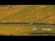 Chard farm vineyard 6 3281